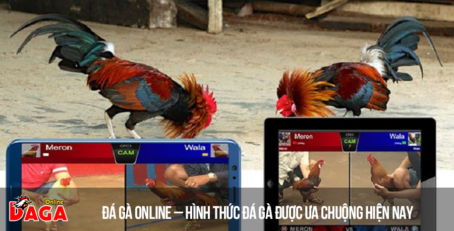 Đá gà online – Hình thức đá gà được ưa chuộng hiện nay