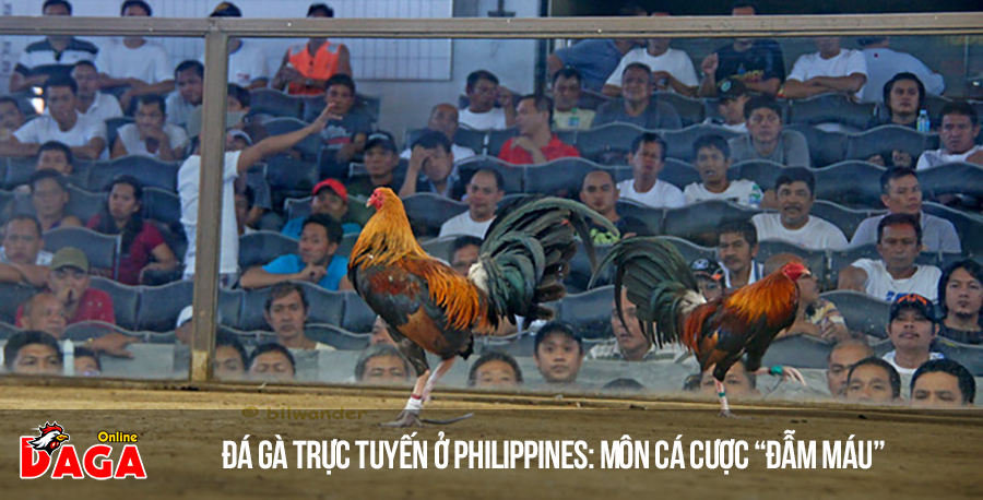 Đá gà trực tuyến ở Philippines: Môn cá cược “đẫm máu”