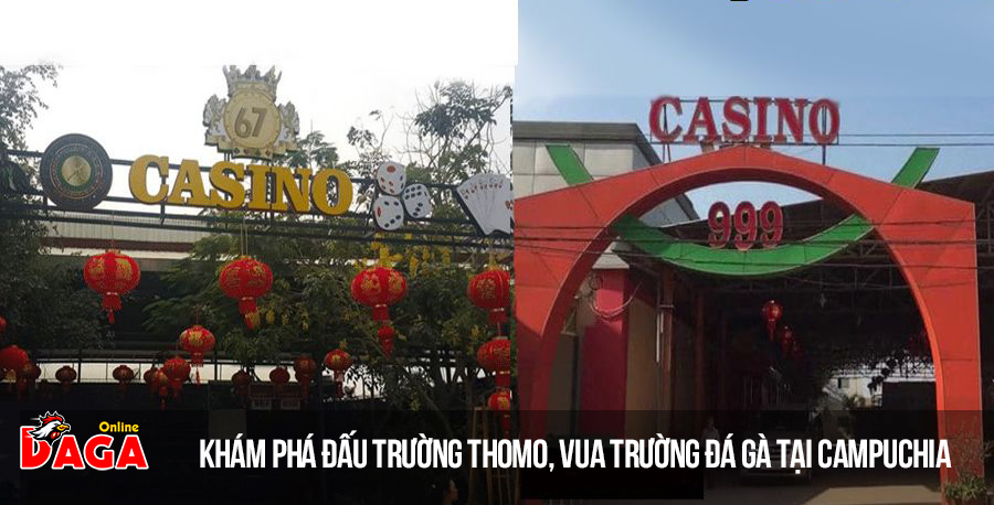 Khám phá đấu trường Thomo, vua trường đá gà tại Campuchia