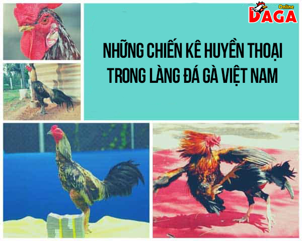 [Video] Những chiến kê huyền thoại trong làng đá gà Việt Nam