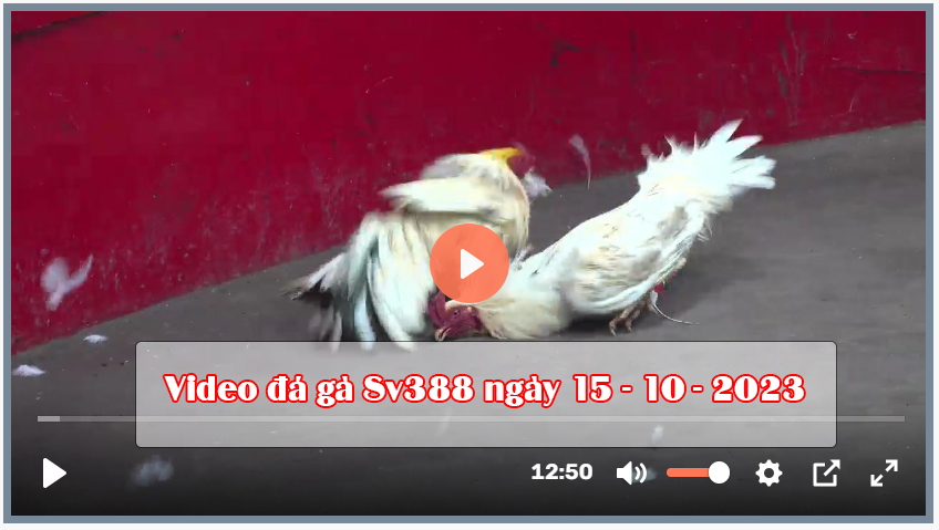 Video đá gà Sv388 ngày 15-10-2023