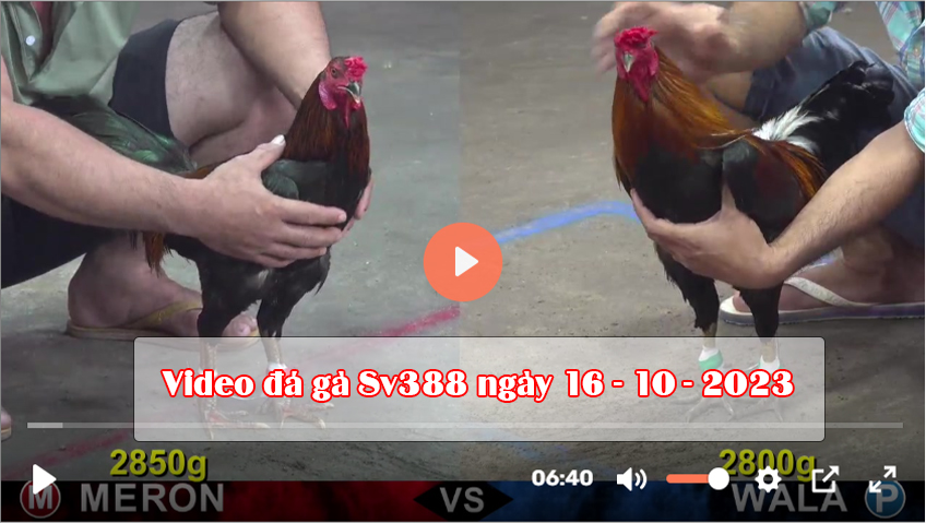 Video đá gà Sv388 ngày 16-10-2023