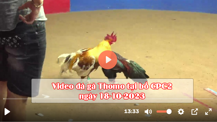 Video đá gà Thomo tại bồ CPC2 ngày 18-10-2023