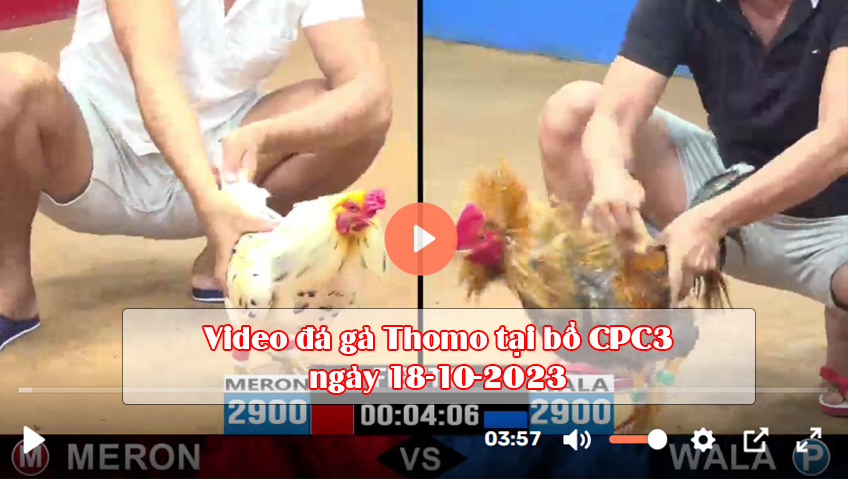Video đá gà Thomo tại bồ CPC3 ngày 18-10-2023