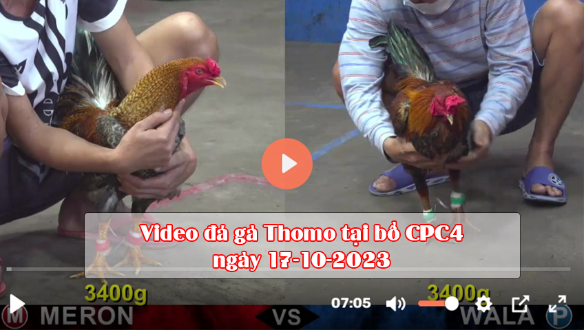 Video đá gà Thomo tại bồ CPC4 ngày 17-10-2023