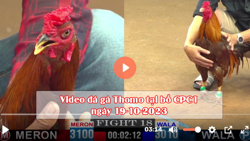 Video đá gà Thomo tại bồ CPC1 ngày 19-10-2023