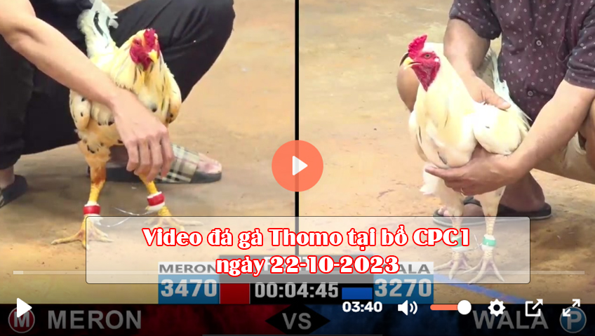Video đá gà Thomo tại bồ CPC1 ngày 22-10-2023