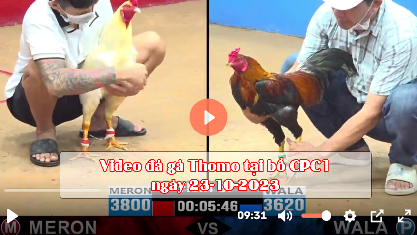 Video đá gà Thomo tại bồ CPC1 ngày 23-10-2023