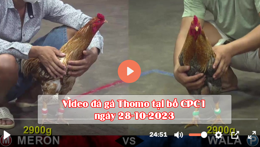 Video đá gà Thomo tại bồ CPC1 ngày 28-10-2023