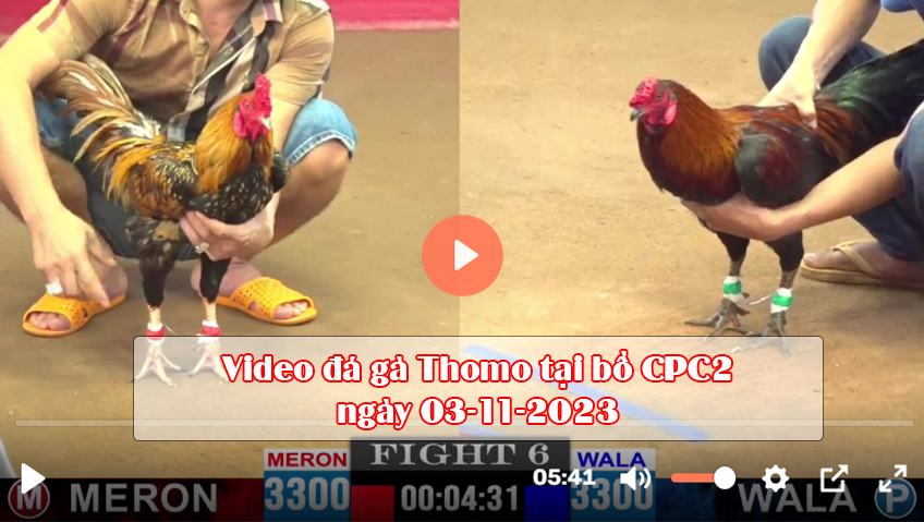 Video đá gà Thomo tại bồ CPC2 ngày 03-11-2023