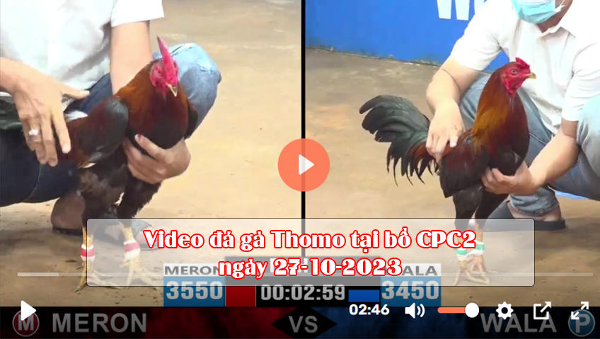 Video đá gà Thomo tại bồ CPC2 ngày 27-10-2023