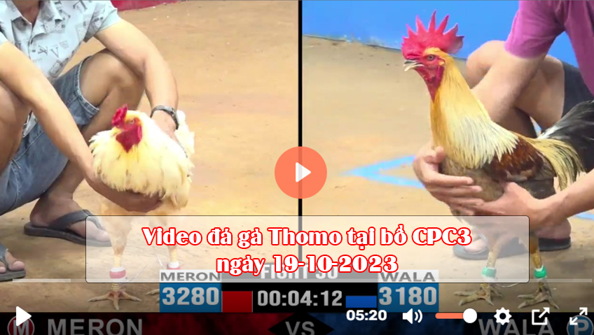 Video đá gà Thomo tại bồ CPC3 ngày 19-10-2023