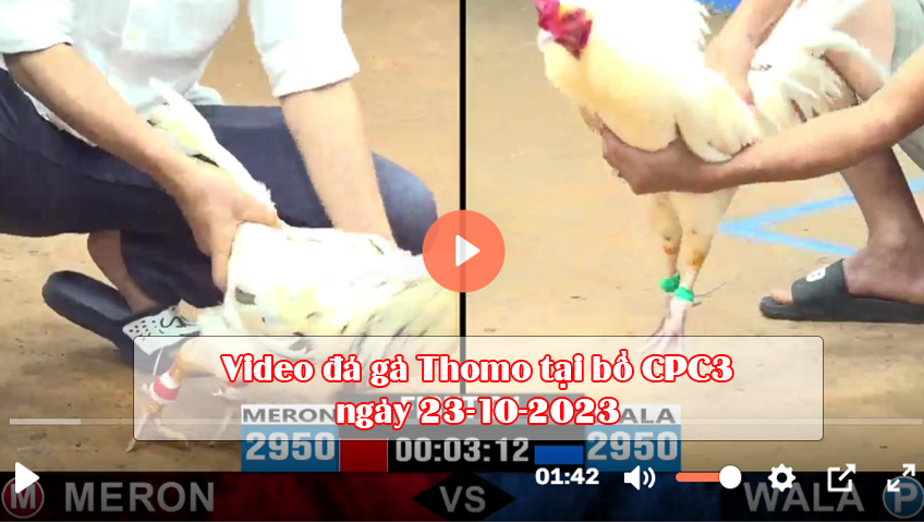 Video đá gà Thomo tại bồ CPC3 ngày 23-10-2023