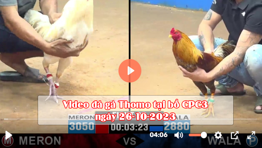 Video đá gà Thomo tại bồ CPC3 ngày 26-10-2023