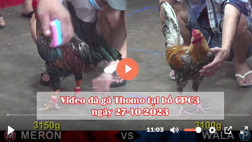 Video đá gà Thomo tại bồ CPC3 ngày 27-10-2023
