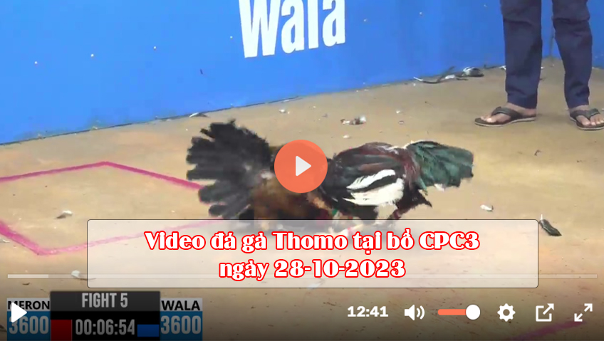 Video đá gà Thomo tại bồ CPC3 ngày 28-10-2023