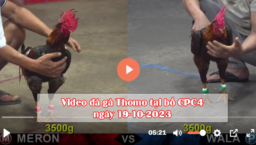 Video đá gà Thomo tại bồ CPC4 ngày 19-10-2023