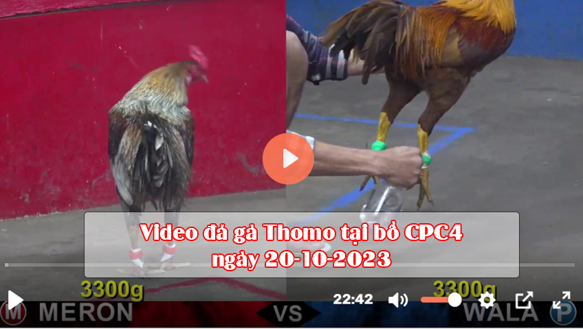 Video đá gà Thomo tại bồ CPC4 ngày 20-10-2023