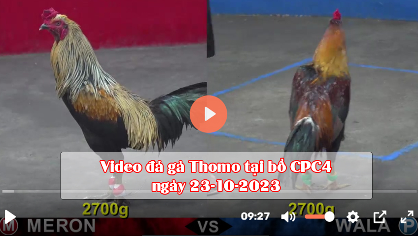 Video đá gà Thomo tại bồ CPC4 ngày 23-10-2023