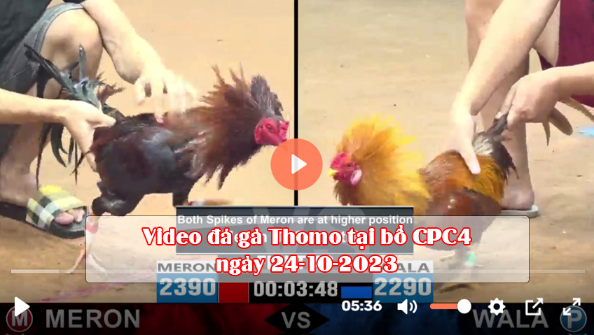 Video đá gà Thomo tại bồ CPC4 ngày 24-10-2023