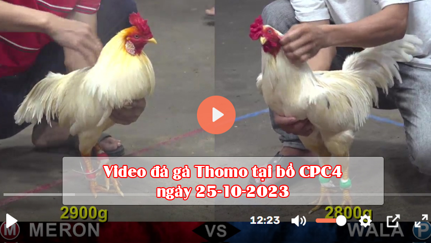 Video đá gà Thomo tại bồ CPC4 ngày 25-10-2023