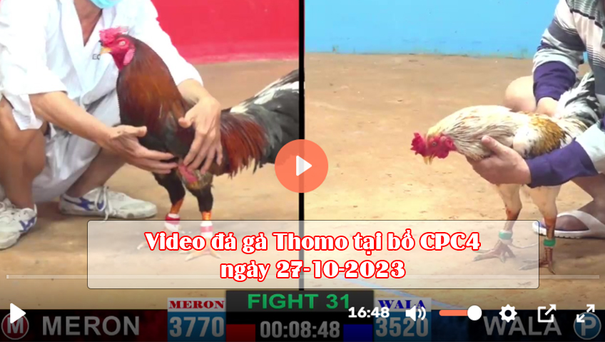 Video đá gà Thomo tại bồ CPC4 ngày 27-10-2023