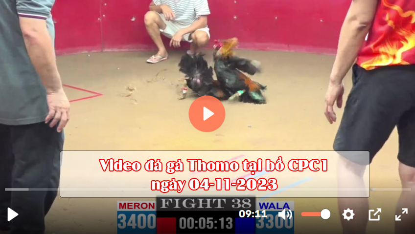 Video đá gà Thomo tại bồ CPC1 ngày 04-11-2023