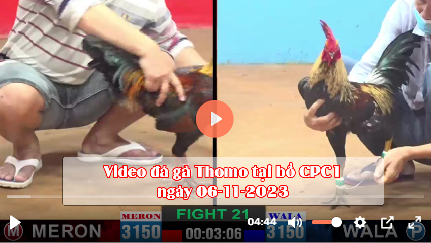 Video đá gà Thomo tại bồ CPC1 ngày 06-11-2023