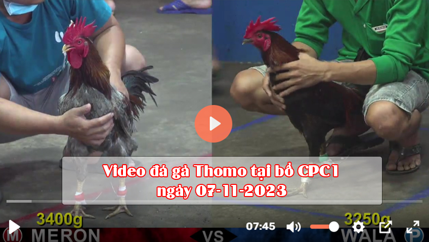 Video đá gà Thomo tại bồ CPC1 ngày 07-11-2023