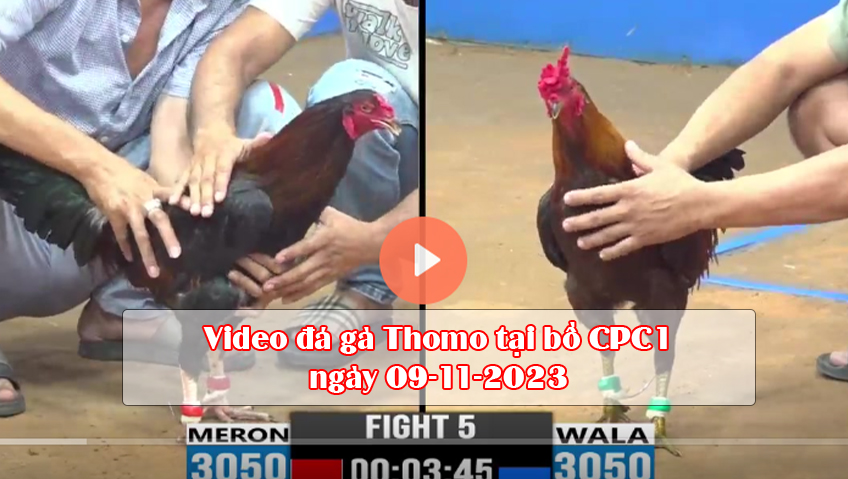 Video đá gà Thomo tại bồ CPC1 ngày 09-11-2023
