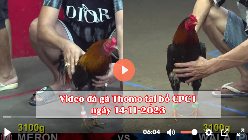 Video đá gà Thomo tại bồ CPC1 ngày 14-11-2023