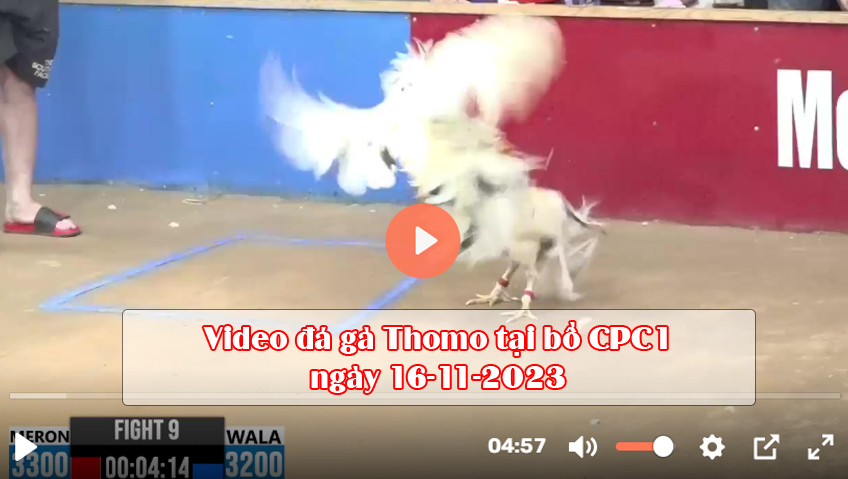 Video đá gà Thomo tại bồ CPC1 ngày 16-11-2023