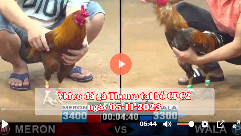 Video đá gà Thomo tại bồ CPC2 ngày 05-11-2023