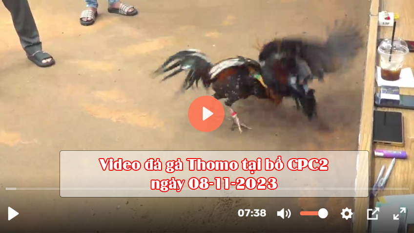 Video đá gà Thomo tại bồ CPC2 ngày 08-11-2023