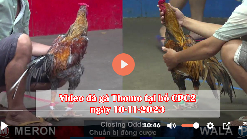 Video đá gà Thomo tại bồ CPC2 ngày 10-11-2023