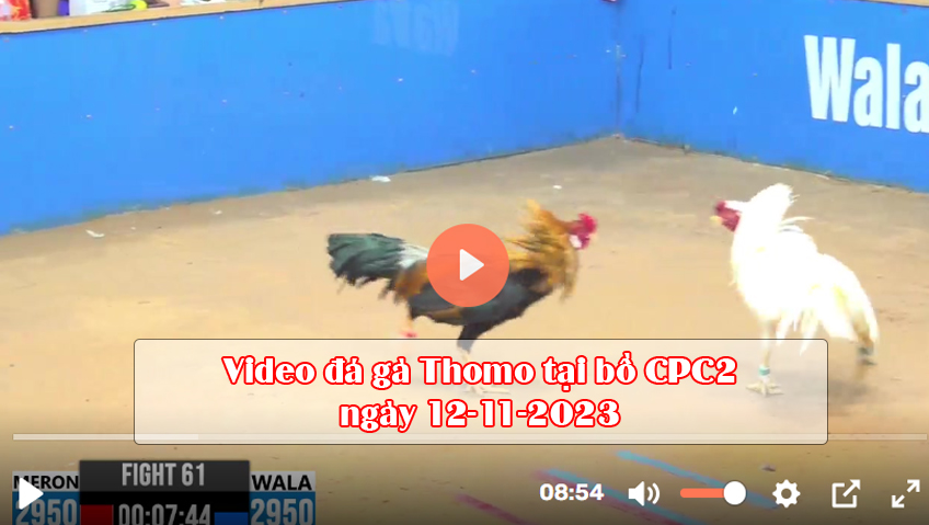 Video đá gà Thomo tại bồ CPC2 ngày 12-11-2023