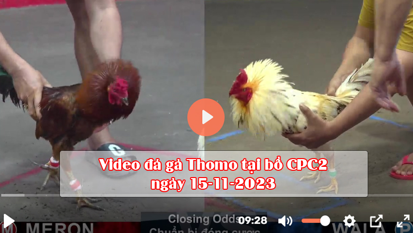 Video đá gà Thomo tại bồ CPC2 ngày 15-11-2023