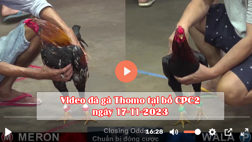 Video đá gà Thomo tại bồ CPC2 ngày 17-11-2023