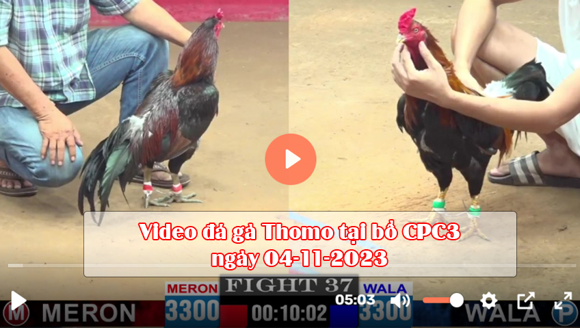 Video đá gà Thomo tại bồ CPC3 ngày 04-11-2023