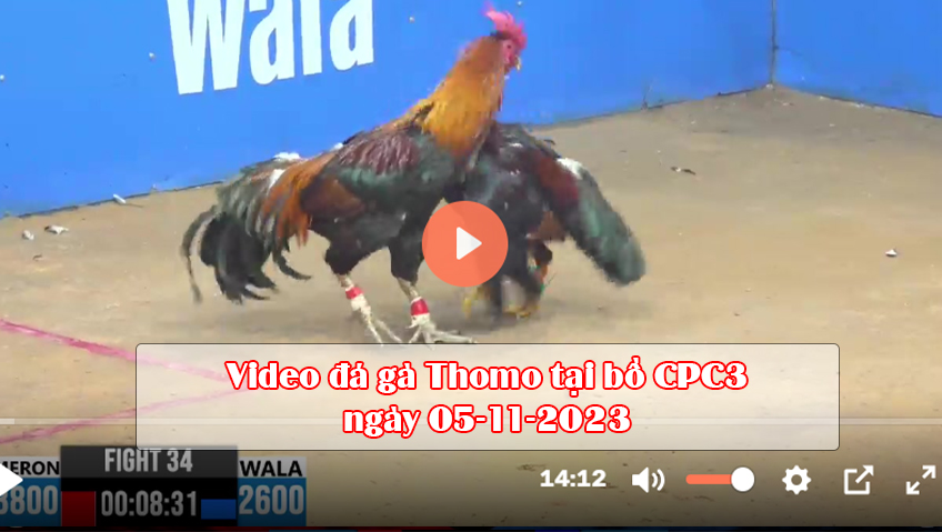 Video đá gà Thomo tại bồ CPC3 ngày 05-11-2023