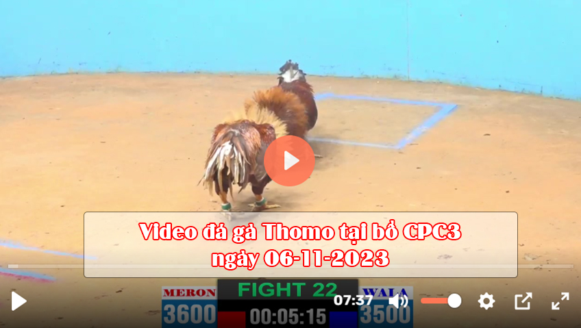 Video đá gà Thomo tại bồ CPC3 ngày 06-11-2023