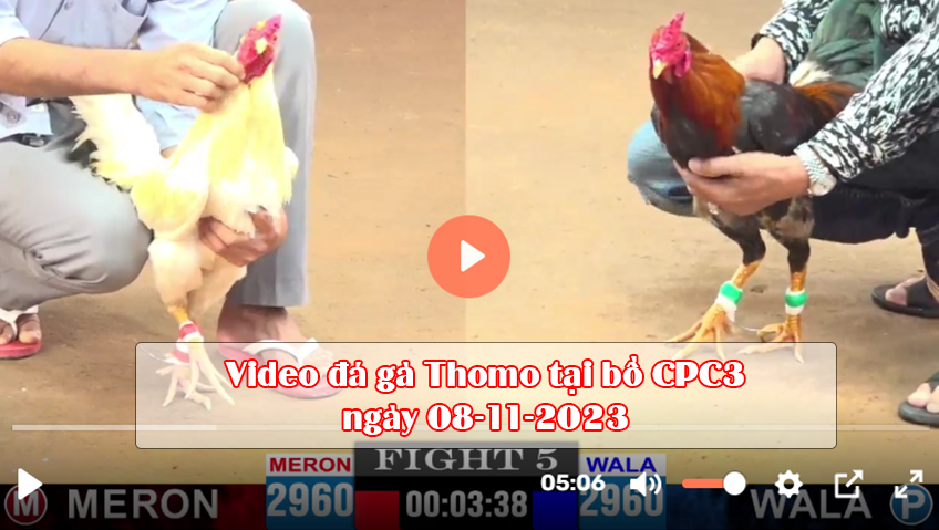 Video đá gà Thomo tại bồ CPC3 ngày 08-11-2023
