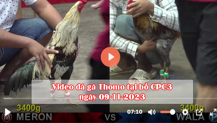 Video đá gà Thomo tại bồ CPC3 ngày 09-11-2023
