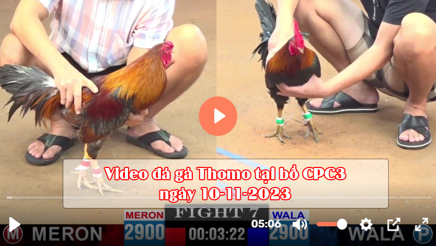 Video đá gà Thomo tại bồ CPC3 ngày 10-11-2023