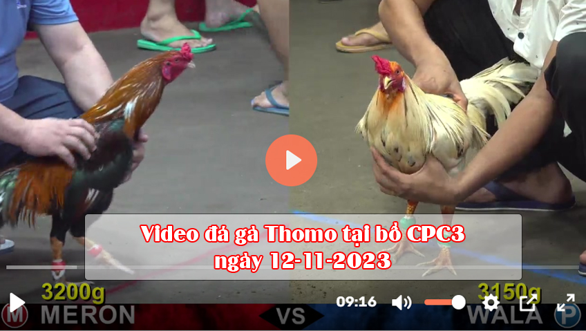 Video đá gà Thomo tại bồ CPC3 ngày 12-11-2023