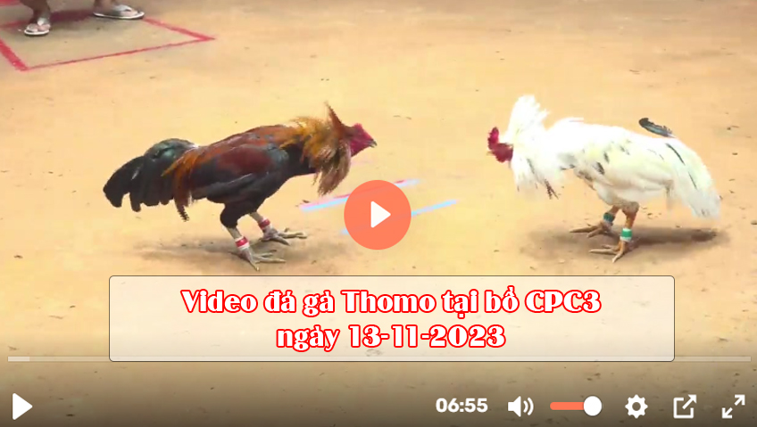 Video đá gà Thomo tại bồ CPC3 ngày 13-11-2023