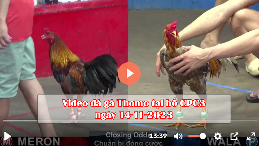 Video đá gà Thomo tại bồ CPC3 ngày 14-11-2023
