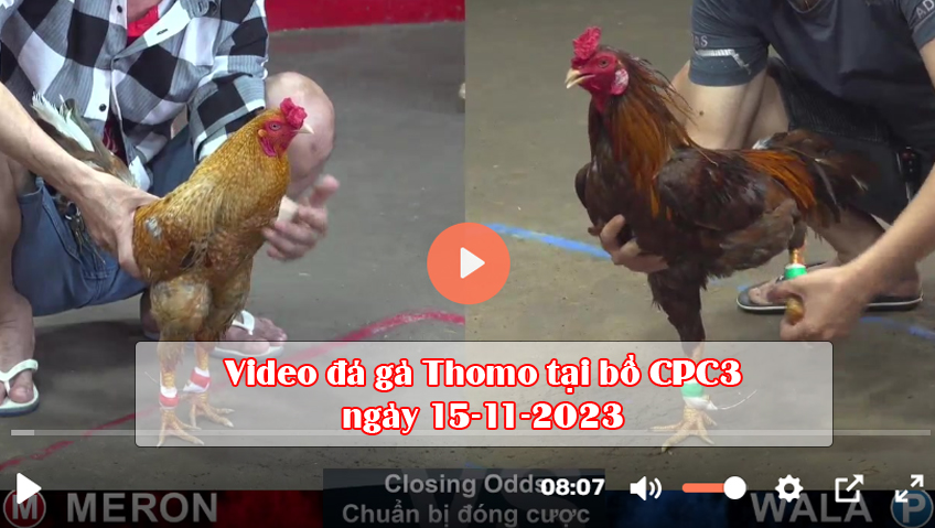 Video đá gà Thomo tại bồ CPC3 ngày 15-11-2023