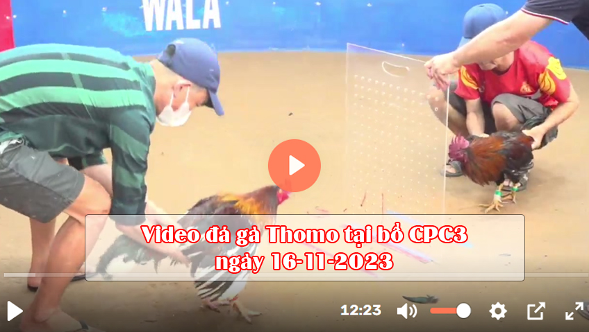 Video đá gà Thomo tại bồ CPC3 ngày 16-11-2023