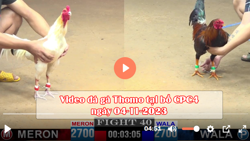 Video đá gà Thomo tại bồ CPC4 ngày 04-11-2023